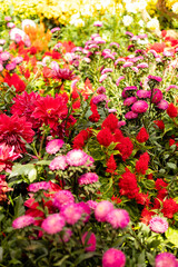 Many flowers grow in a garden with bright colors. There are clusters of red, pink, and purple blooms surrounded by green leaves. The scene is lively and full of life