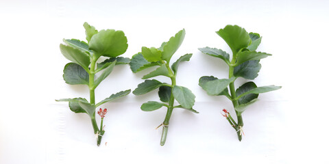 Fototapeta premium Three succulent cuttings on white surface: fresh botanical growth