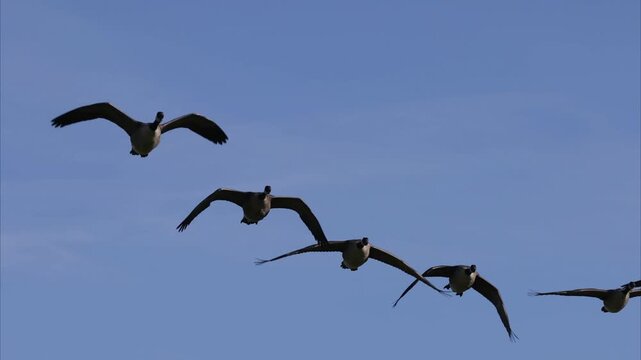 Canada goose (Branta canadensis)