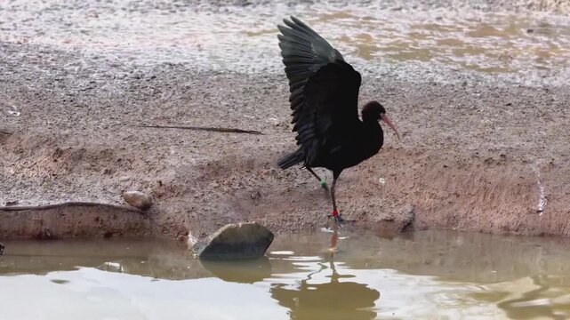 Ibis