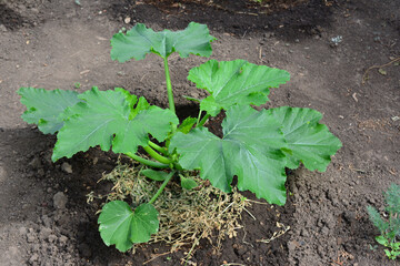 Obraz premium Young Zucchini Plant Growing in Garden Soil copy space