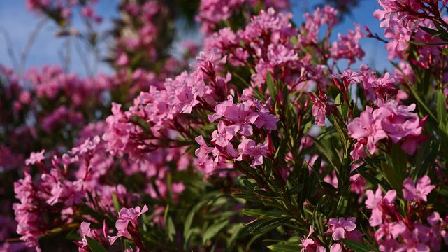 Magnificent pink flowers amid lush greenery and blue skies. Oleander inflorescences in sunlight. Monotypic genus of flowering plants. Apocynaceae. Pink exotic flowers, wallpaper or floral background