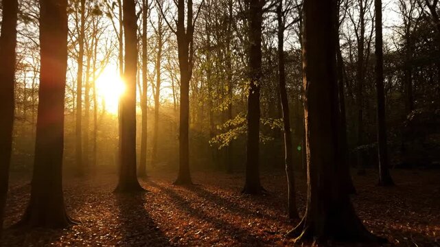 Sunlight filters through trees in a forest at sunrise or sunset with autumn leaves on the ground.