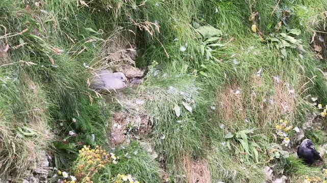 Fulmar chick