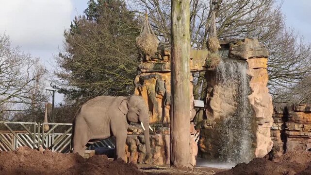 Asian elephant (Elephas maximus indicus)