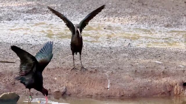 Ibis