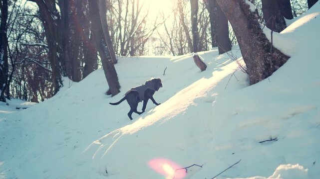 Cane Corso Dog Walking in Winter Frost