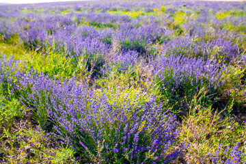 Obraz premium Spring lavender flowers under sunlight. Lilac flowers close up. Beautiful landscape of nature with a panoramic view. Hi spring. long banner