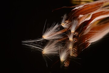 Naklejka premium Protea Seeds Macro botanical plant texture