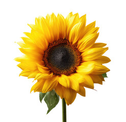 Fototapeta premium Vibrant sunflower in full bloom against a stark black background, showcasing golden petals