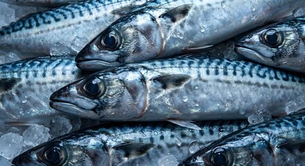 Close-up of fresh mackerel fish stacked in a market display