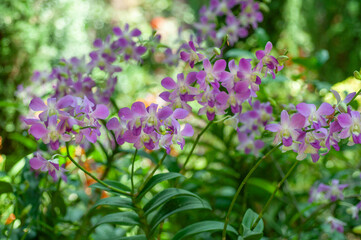 Fototapeta premium Blooming Dendrobium orchid with light purple and pink flowers on a single stem, surrounded by green leaves and soft out of focus background.