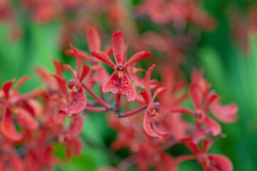 Renanthera coccinea orchid with red star shaped flowers and patterned lip, blooming on branching stem in tropical garden, exotic ornamental plant against soft green background.