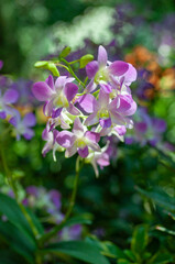 Dendrobium orchid flowers in soft pink and violet tones on a slender stem, blooming outdoors with green foliage and natural bokeh background.