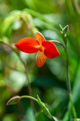Obraz premium Red Phragmipedium orchid flower with slipper-shaped lip on thin stem, isolated against green blurred foliage. Tropical orchid bloom with vivid petals and natural background.