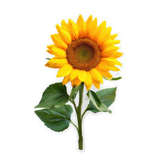 Obraz premium Vibrant sunflower sticker against a black background, with bright yellow petals and green leaves