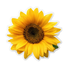 Fototapeta premium Bright yellow sunflower, centered, vibrant petals, dark center, isolated on black background