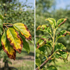 Closeup comparison of apple tree leaves showing brown spots yellow edges and curling damage from plant disease or nutrient deficiency in orchard garden used for crop diagnosis for farm management