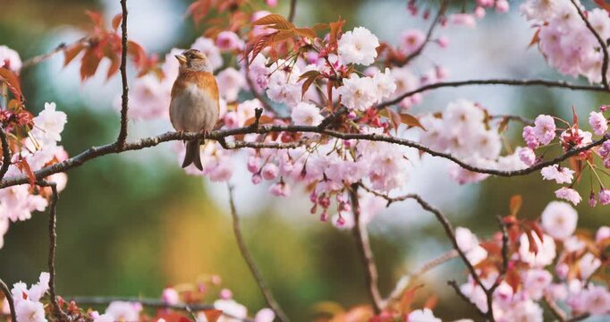 brambling  bird and yaezakura (double-flowered cherry blossom)  in spring