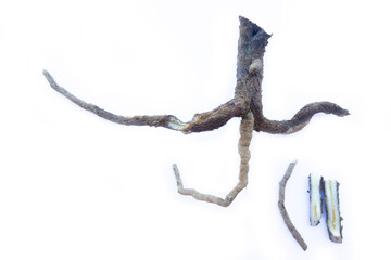 Obraz premium Medicinal plants. Spanish golden thistle (Scolymus hispanicus). The cut root. Isolate on a white background