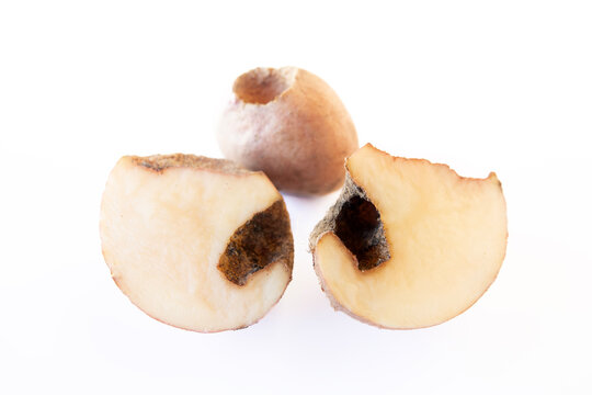Olericulture, vegetable farming. Potatoes eaten by mole crickets and wireworms, crop pests.