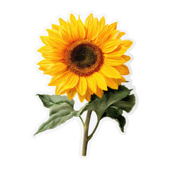 Obraz premium A vibrant, detailed illustration of a fully bloomed sunflower with stem and leaves