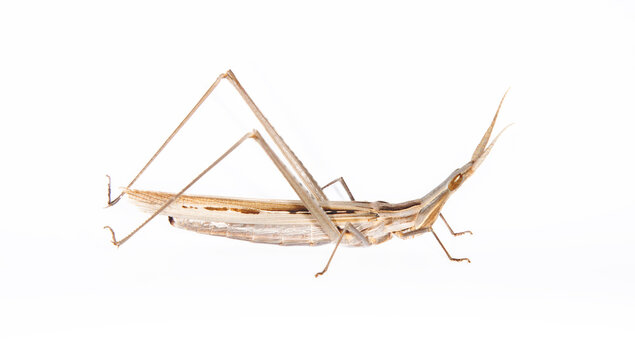 Predatory bush cricket (Saga pedo) from Crimea. On a white background