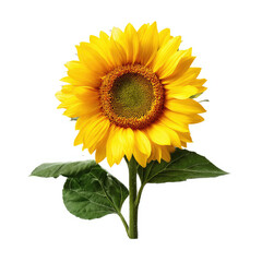 Obraz premium A vibrant sunflower blooms with bright yellow petals, green leaves, and a brown center