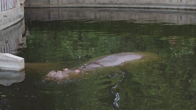 Hippopotamus in a zoo enclosure with a concrete border and a wooden fence in the background