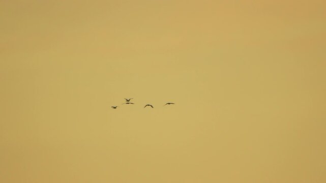 Geese flying sky, flock of waterfowl soaring peacefully through a golden dawn
