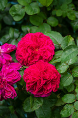 Fototapeta premium Two stunning red roses flourish, surrounded by rich green foliage on a sunny day