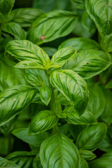 Fresh basil leaves thrive in a rich, green display, perfect for adding flavor and aroma to dishes