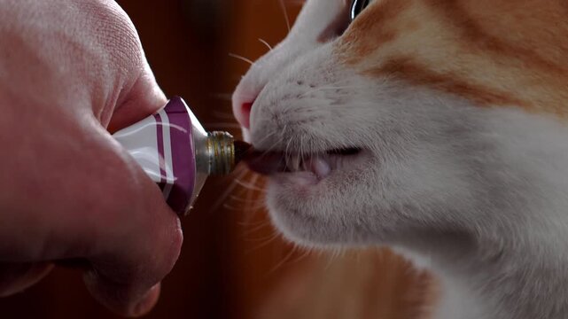 Domestic cat licking malt gel from a tube held by owner. Close up feeding process of anti hairball product supporting stomach function and digestion