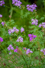 Fototapeta premium Delicate purple blooms create a stunning visual in a vibrant, sunlit garden filled with greenery