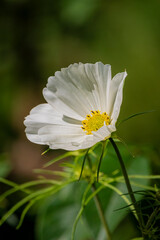 Fototapeta premium A tall white flower displays its petals and bright yellow center in nature's embrace