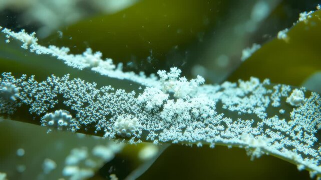 Seaweed Hosts Colony of Hydrozoans Growing in Underwater Environment