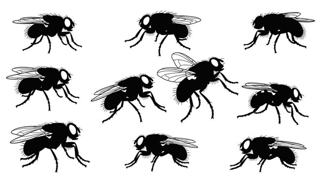 A collection of nine black and white illustrations of flies in various poses on a white background.