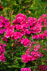 Obraz premium Colorful phlox flowers bloom abundantly, attracting bees and bringing life to the sunny garden