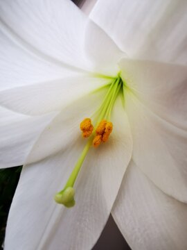 Blanca flor con pistilo