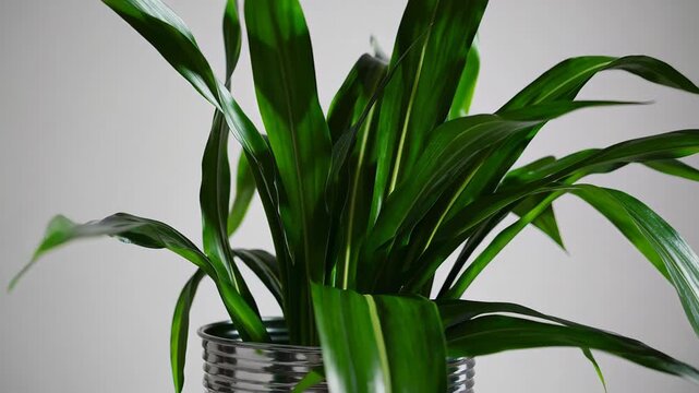 Green plant indoor foliage houseplant with long leaf striped pattern metal pot, modern decorative fresh natural accent for vibrant healthy home decor