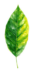Fototapeta premium A detailed, watercolor-style illustration of a leaf with green and yellow hues against black