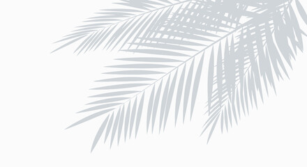 Shadows of palm leaves cast on a white background, creating a natural and minimalist overlay effect. © Tegar