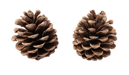 Two detailed, brown pine cones against a stark black background (1)