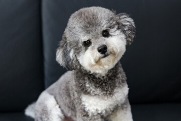 A Silver Phantom Toy Poodle sits upright on a black sofa, staring directly at the camera with a curious and charming expression. © Ink N Propeller