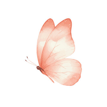 Watercolor Butterfly Illustration.