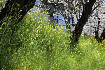 川沿いのセイヨウカラシナとサクラ