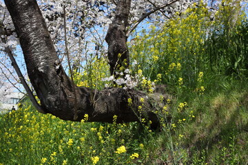 川沿いのセイヨウカラシナとサクラ