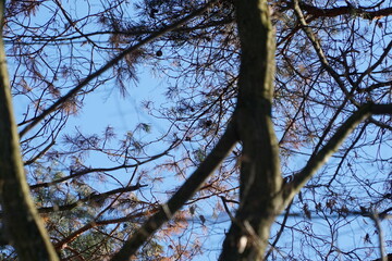 Curved branch covered in winter snow