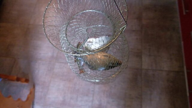 Live fish after fishing in a cage