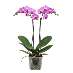 Beautiful pink orchid plant in a transparent pot isolated on transparent background